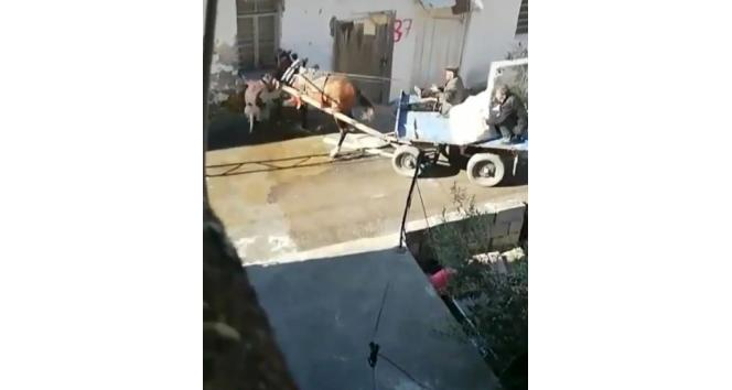 Pitbulun ısırdığı at tedavi altına alındı